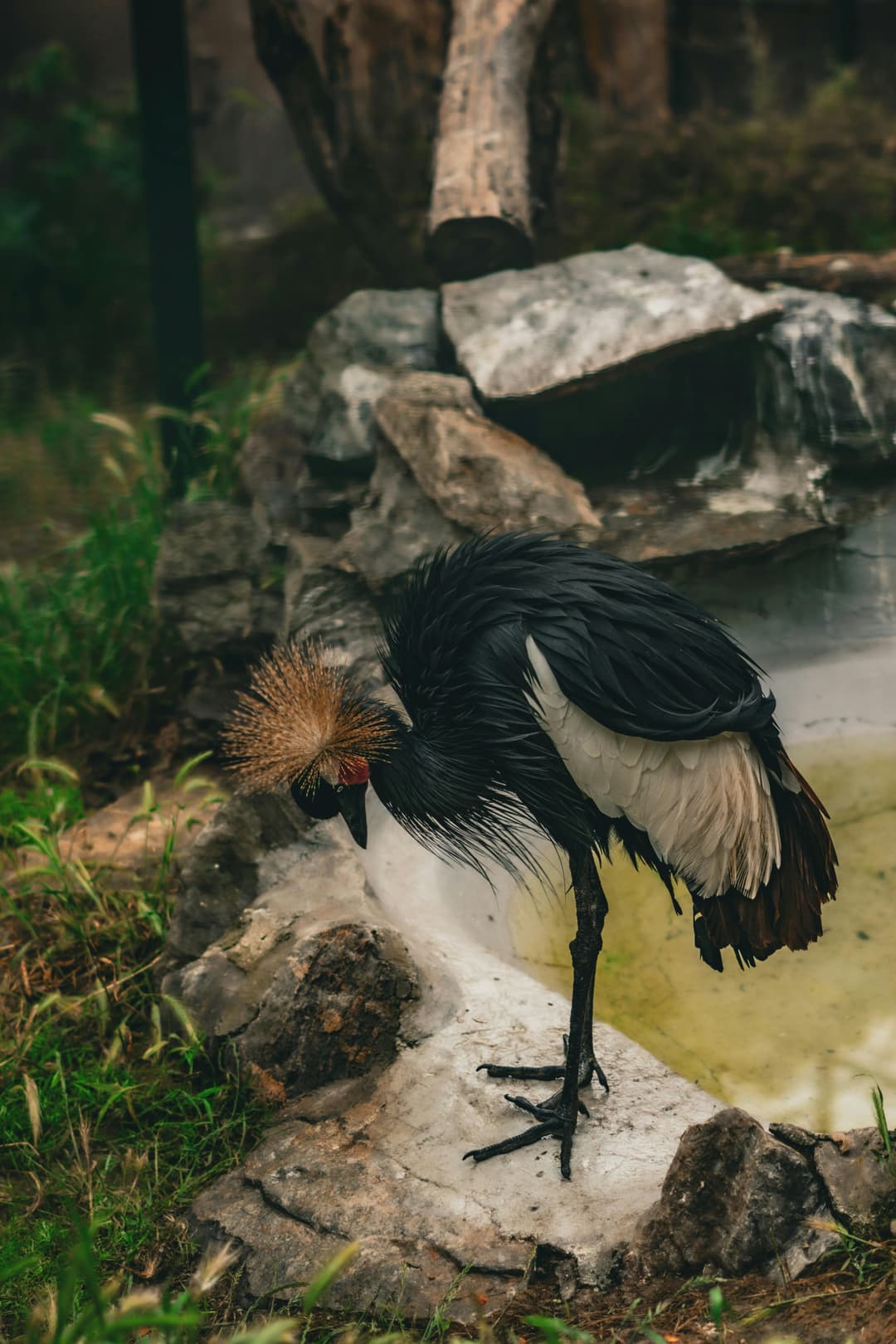 A crowned crane in its natural habitat: Uganda