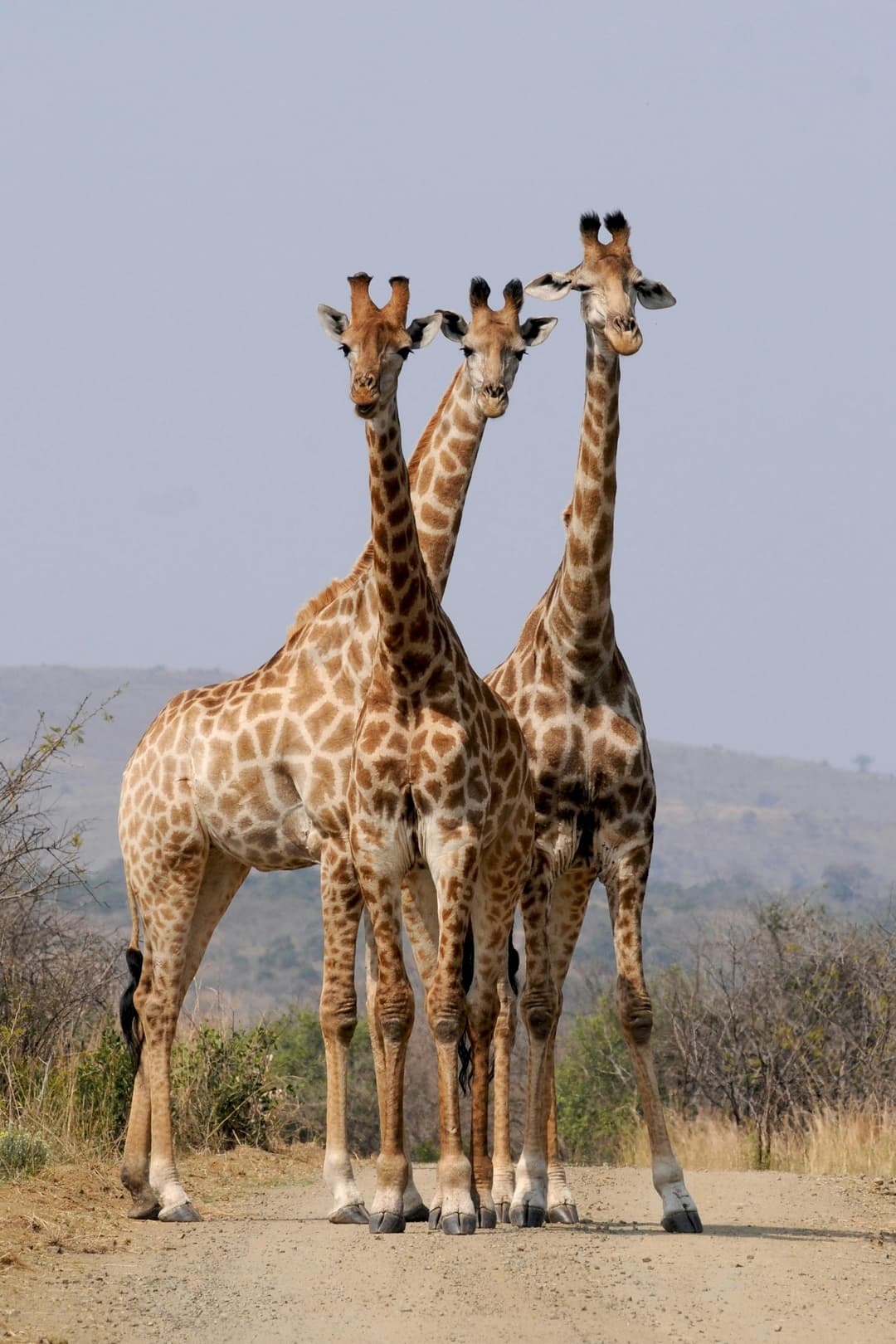 Giraffes roaming in the African Savannah